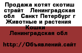 Продажа котят скотиш-страйт - Ленинградская обл., Санкт-Петербург г. Животные и растения » Кошки   . Ленинградская обл.